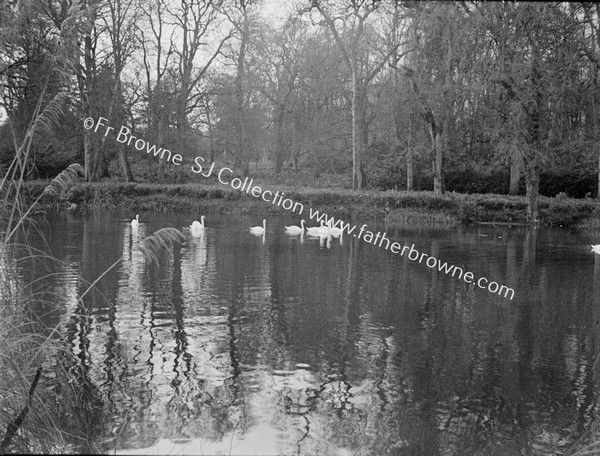 SWANS ON LAKE